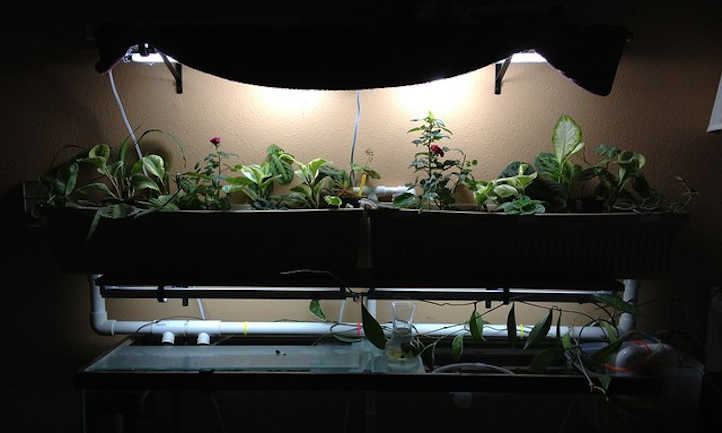 How A Residence Aquaponics System Can Feed Your Family…Ceaselessly