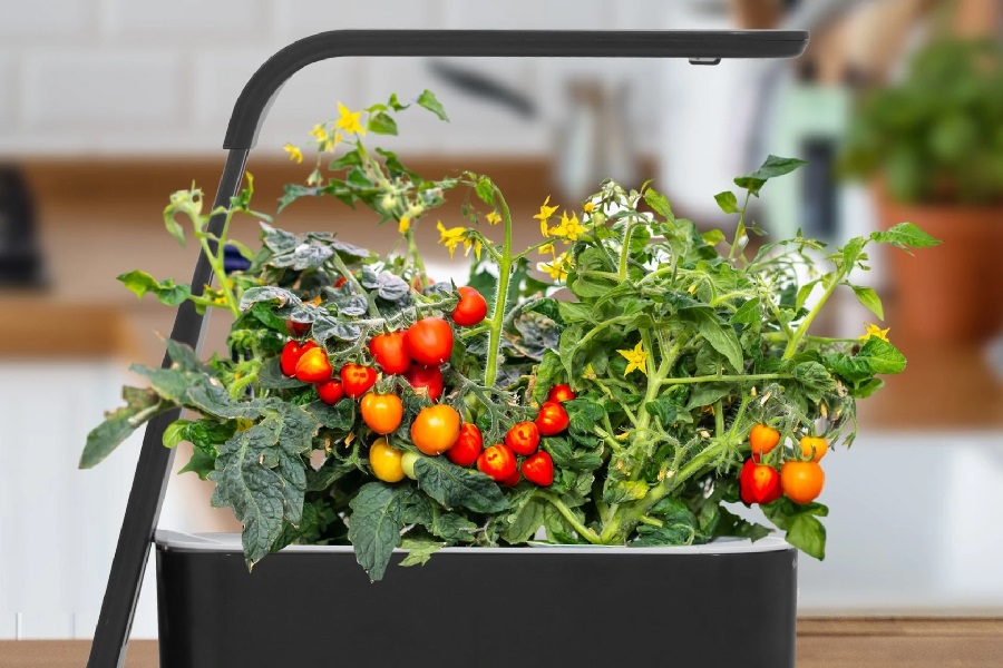 Best Hydroponic System for Tomatoes