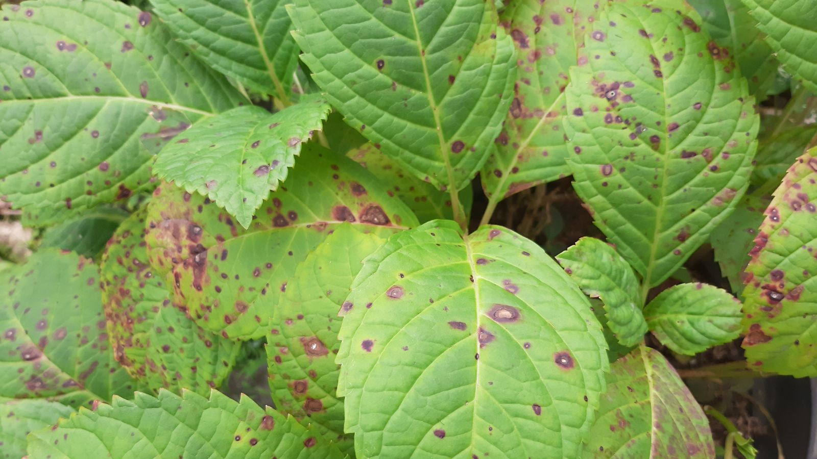 Brown Spots On Leaves: Causes and Choices