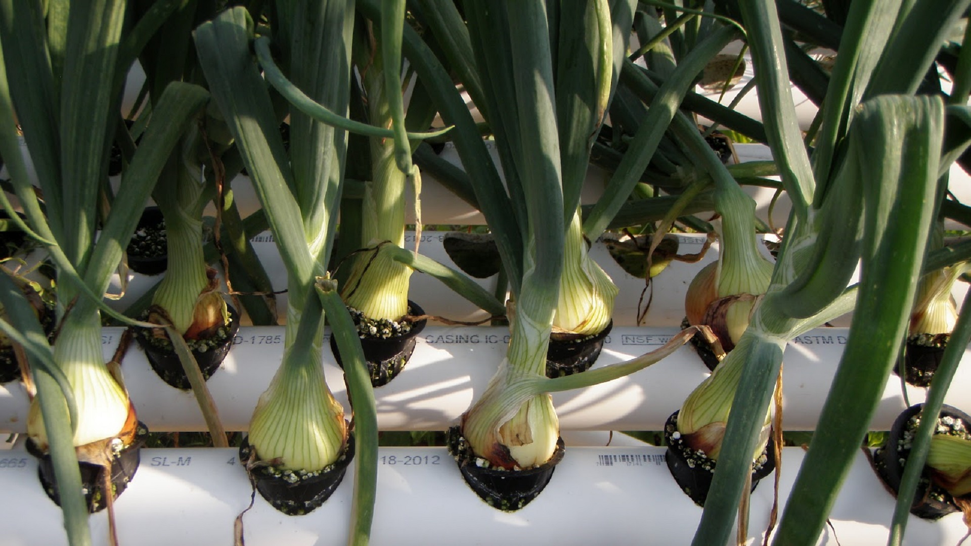 Can You Develop Onions in Hydroponics