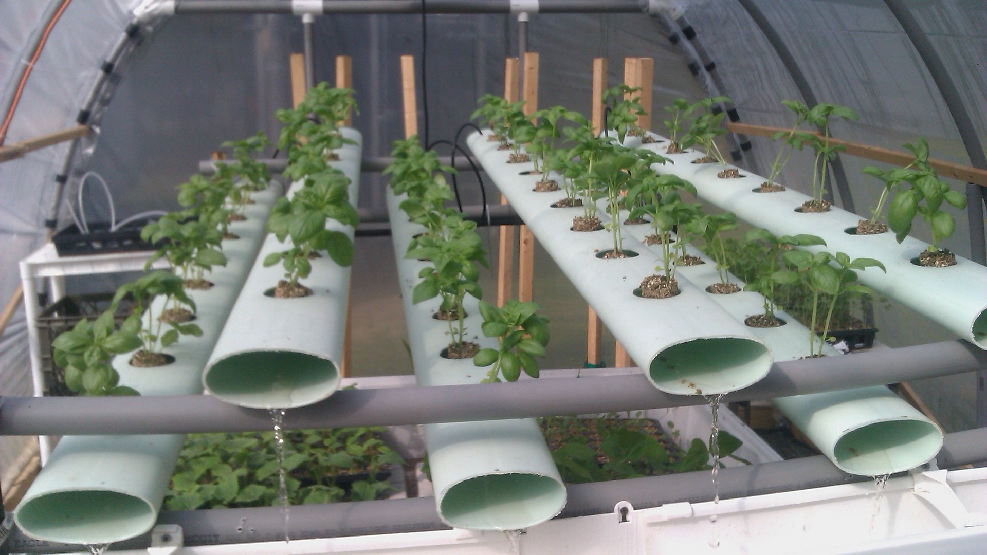 Can You Develop Potatoes in Hydroponics?