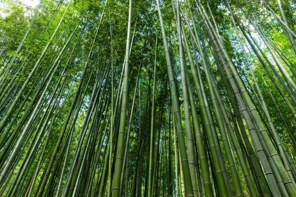 Learn to Develop Bamboo with Hydroponics