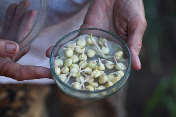 How To Germinate Seeds For Hydroponics: Step-By-Step