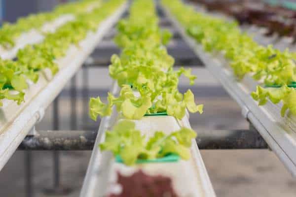 The appropriate method to Set Up a Hydroponics System: The Fundamentals