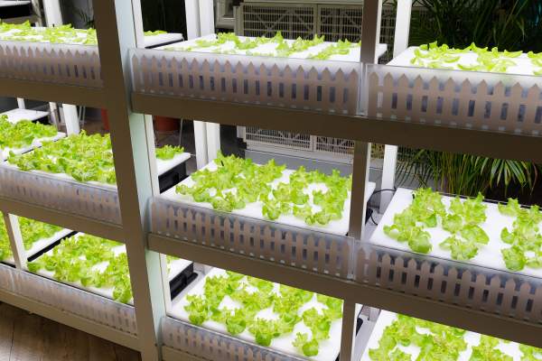 Hydroponics 101: How Hydroponics Works