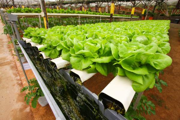 Straightforward strategies to Assemble an Ebb and Flow into Hydroponic System