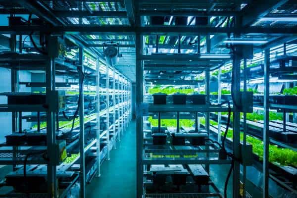 Do Hydroponics Need Daylight? – The Hydroponics Planet