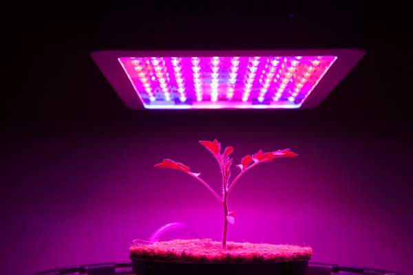 Best Hydroponic Develop Lights: A Full Data [2022]