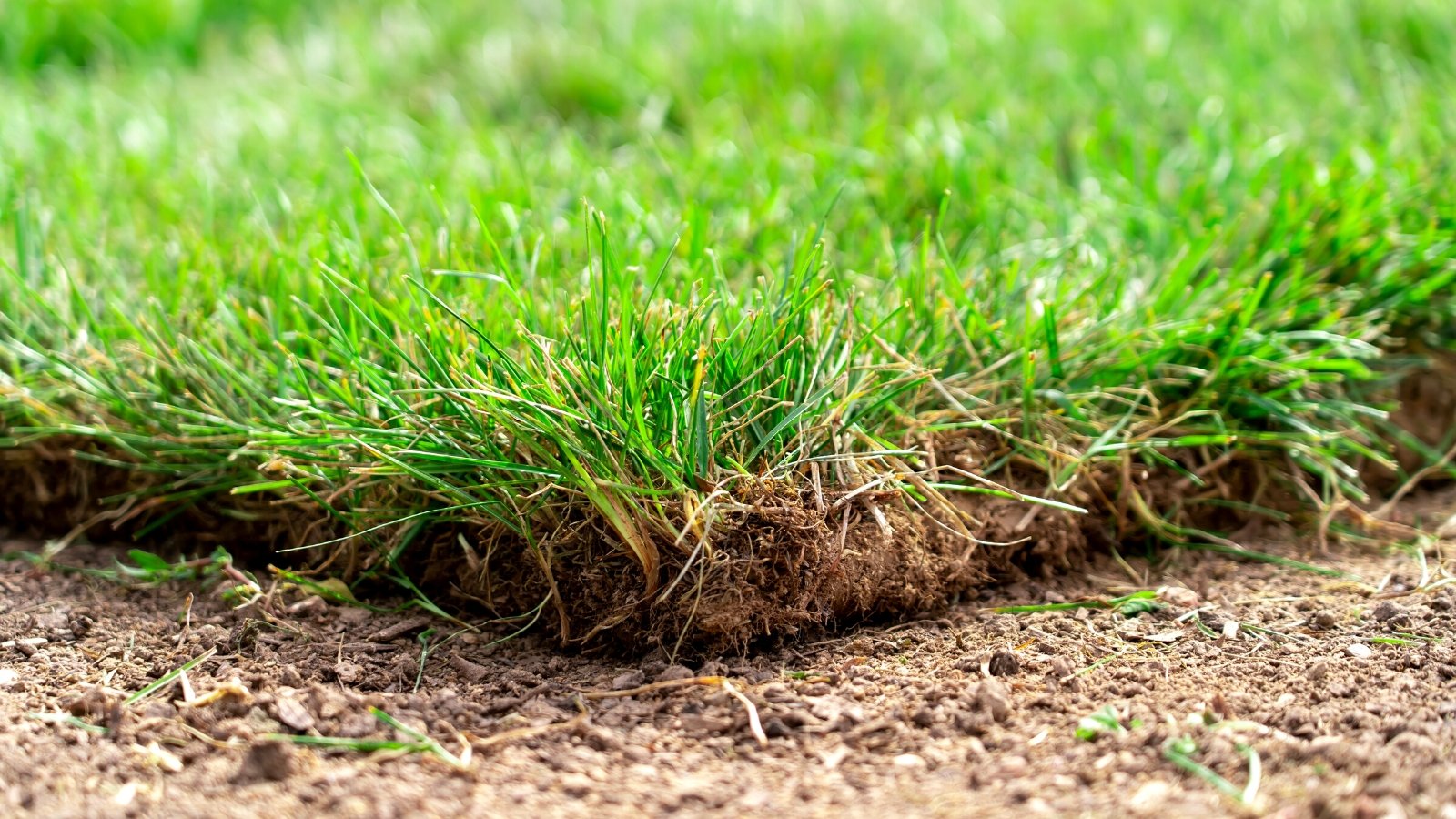 9 Widespread Turfgrass Sicknesses and Learn how to Deal with Them