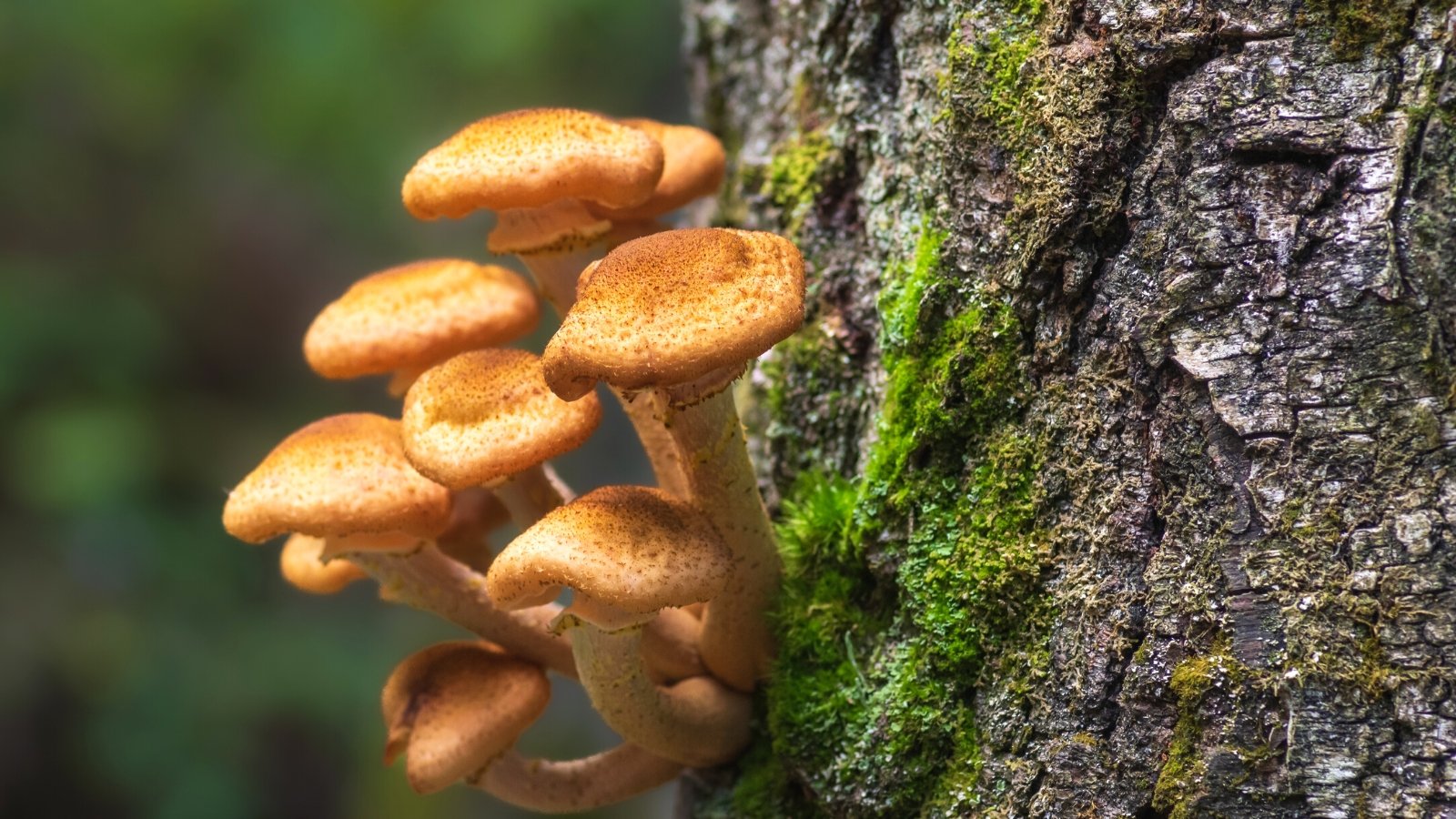 Honey Fungus: Identification and Administration