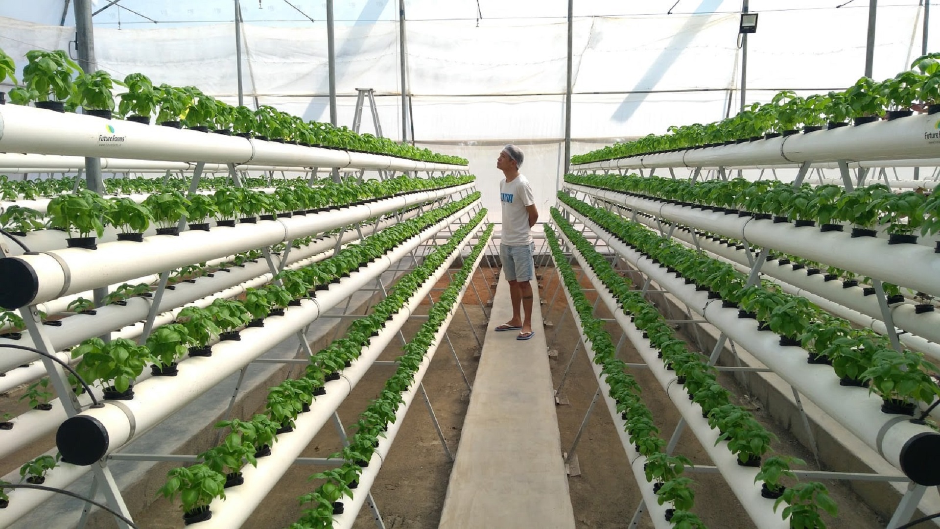 Develop Cucumbers in Hydroponics?