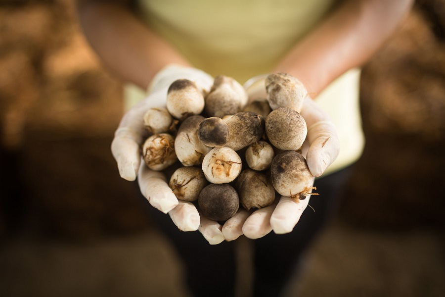 Hydroponic Mushrooms: Closing Rising Info