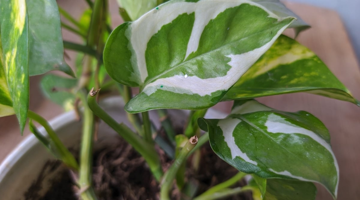 7 Indicators Your Pothos Plant Has Root Rot