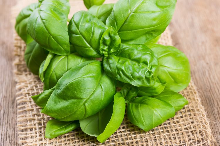 Hydroponic Basil: Tips about methods to Develop New Vegetation & Preserve Them Alive