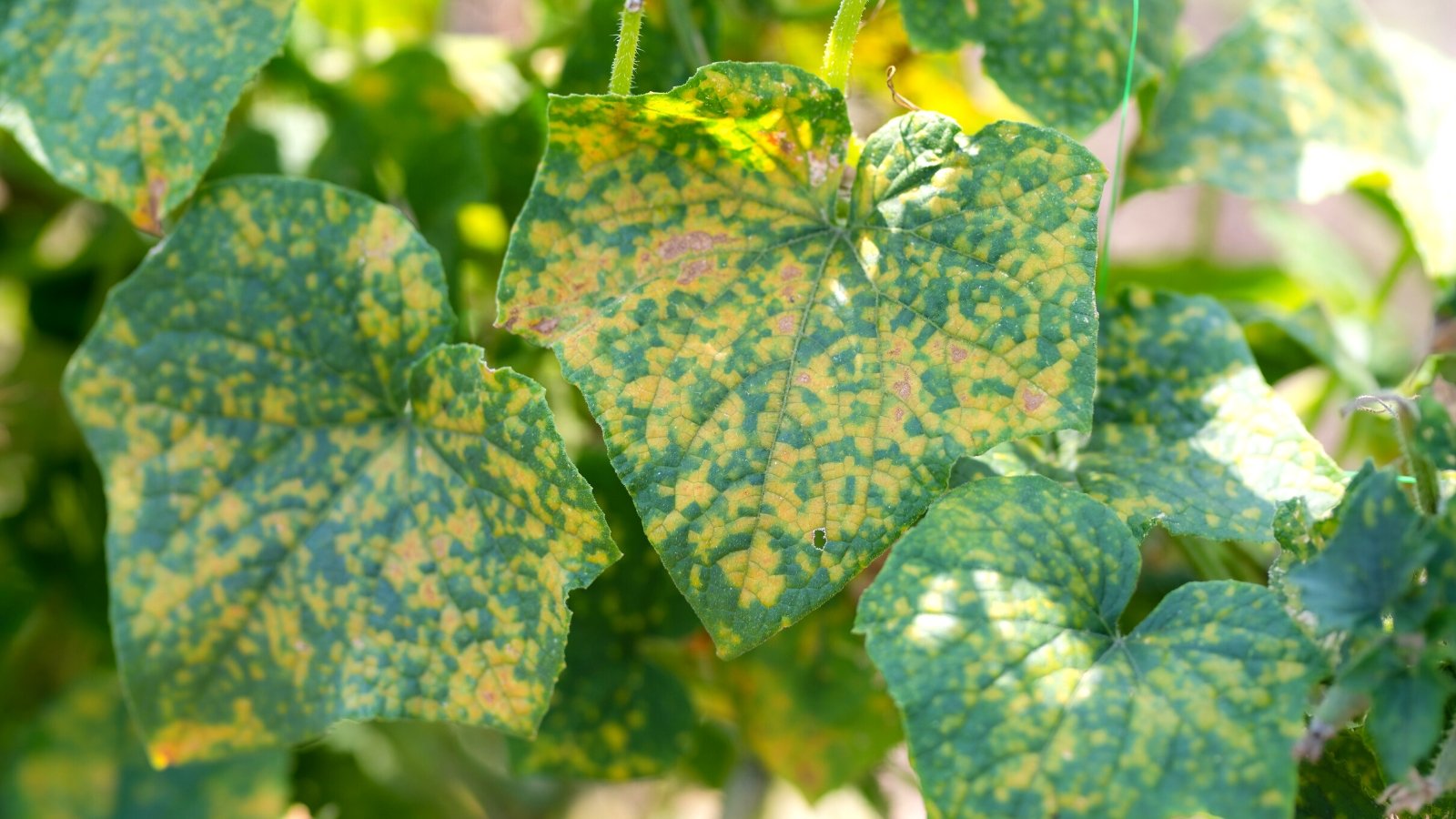 How one can Take care of 13 Widespread Yard Fungal Illnesses