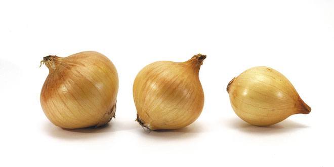 How To Develop Hydroponic Onions