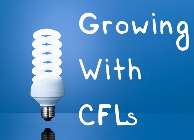 A Beginner’s Data to Rising with CFLs