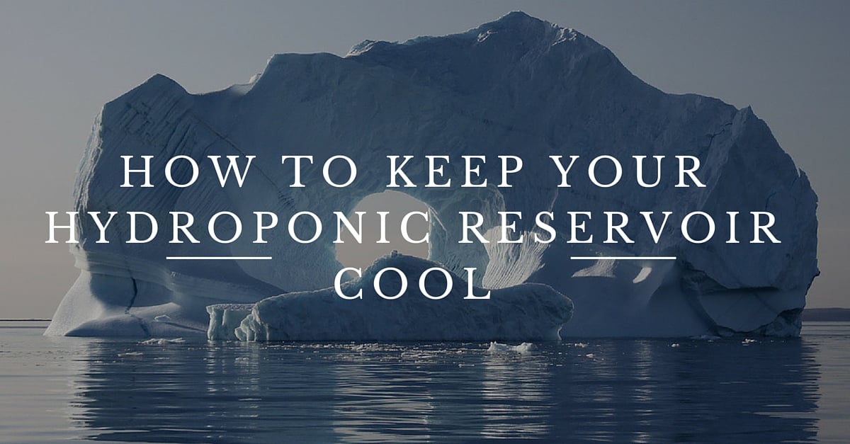 Learn to Preserve Your Hydroponic Reservoir Cool