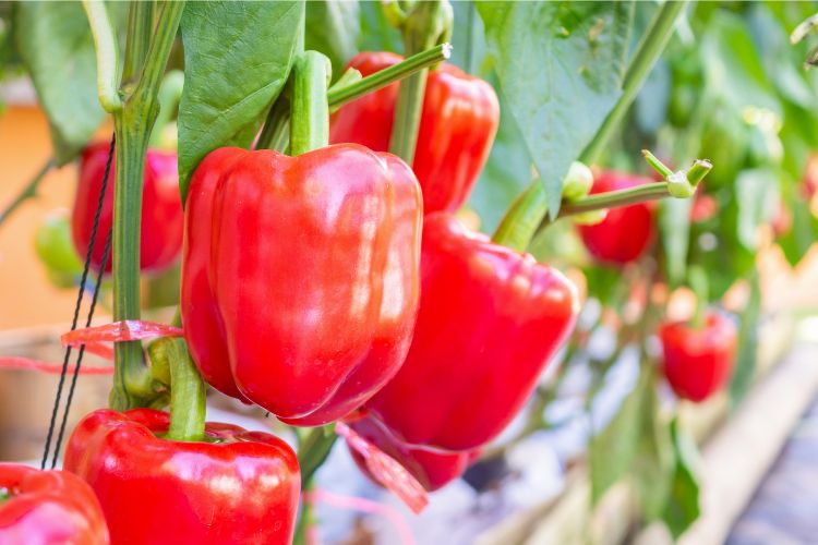 Hydroponic Peppers: Your Info to Rising Them at Dwelling