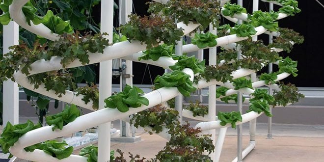 Hydroponics vs. Soil: 7 Causes Hydroponics Wins