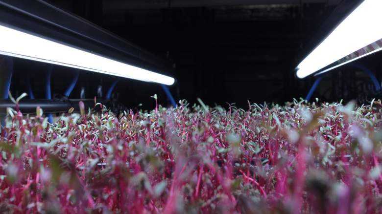 Rising Microgreens for Income. Is it a Good Idea?