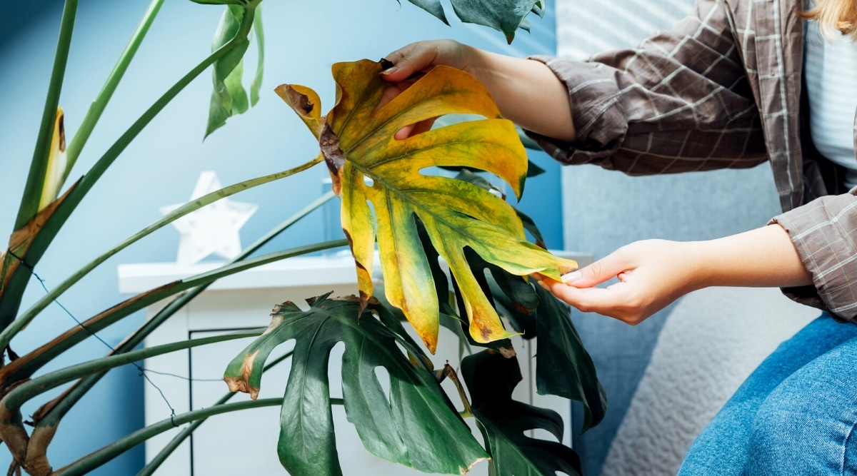 11 Indicators Your Monstera Vegetation Have Root Rot