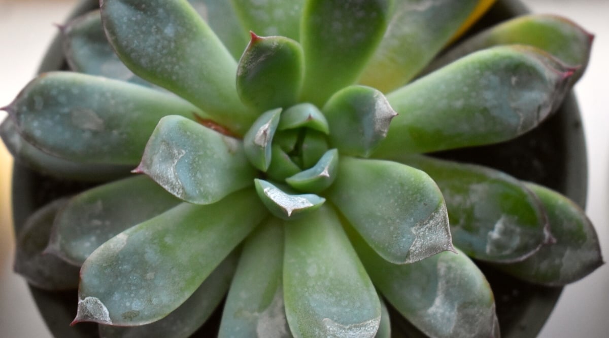 Tips about the right way to Decide, Cope with, and Cease Powdery Mildew on Succulents