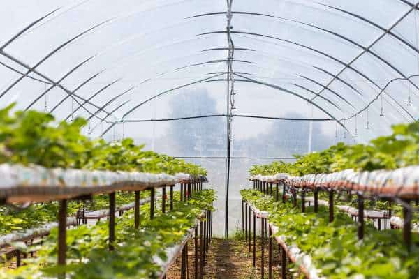 Execs and Cons of Hydroponics That Every Gardener Must Know