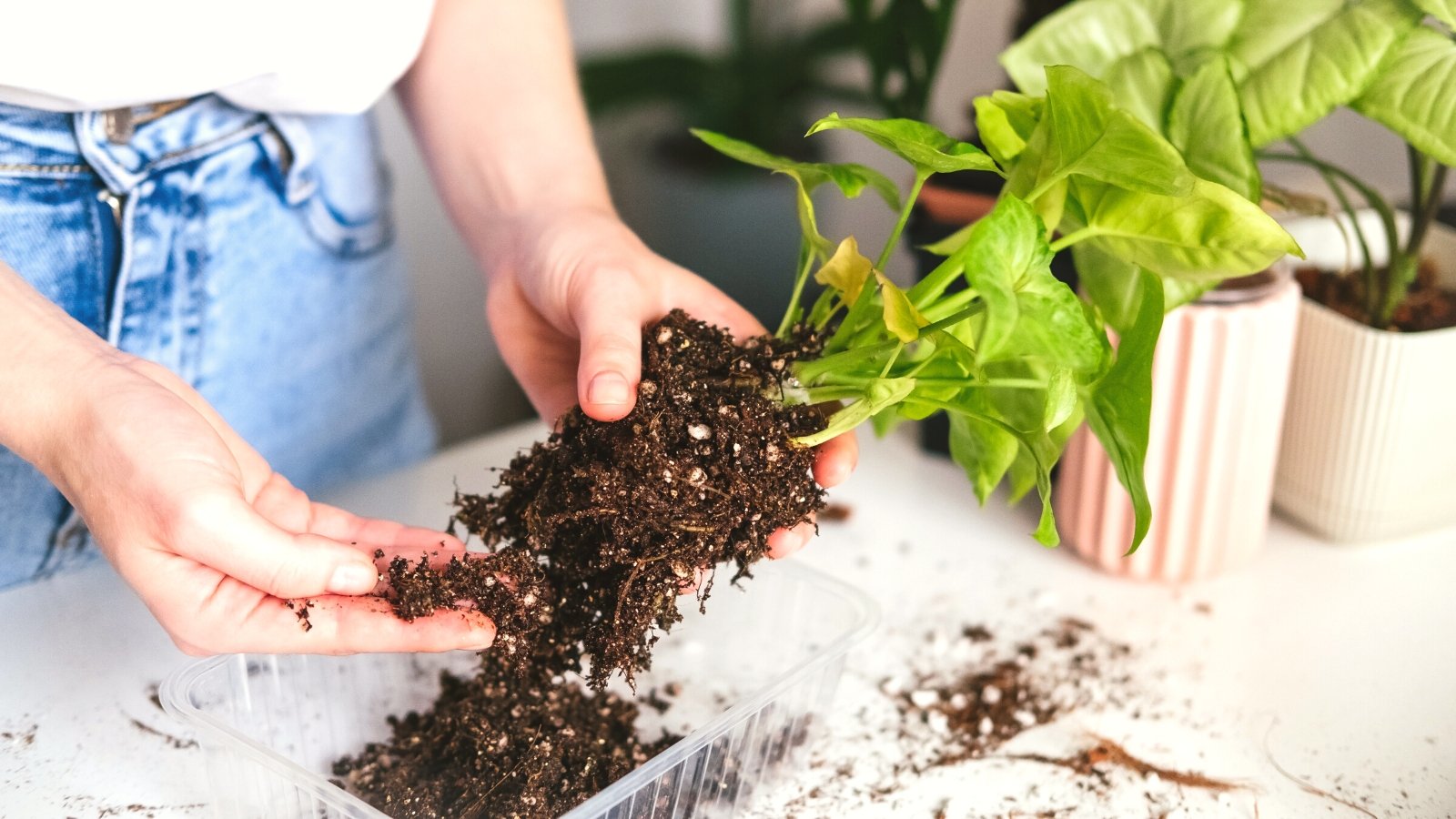 7 Strategies for Treating Root Rot in Houseplants