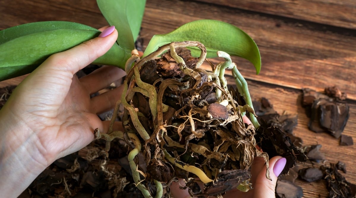 How one can Restore Root Rot in Orchid Vegetation