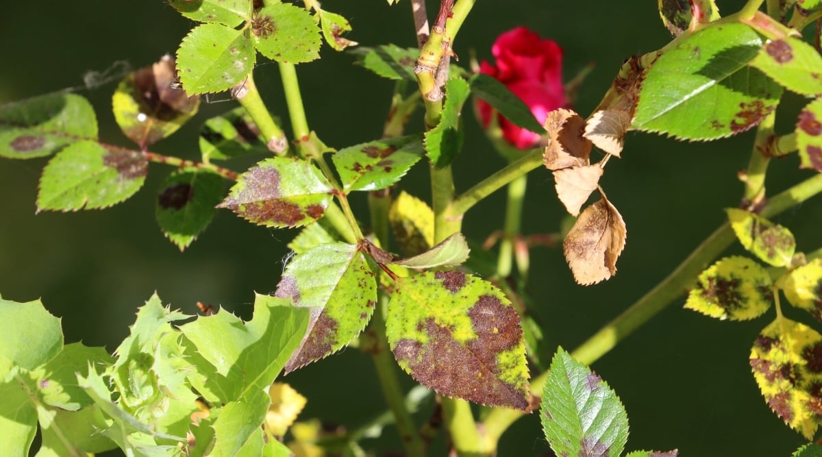 Straightforward strategies to Set up, Cease, and Take care of Black Spot Harm on Roses