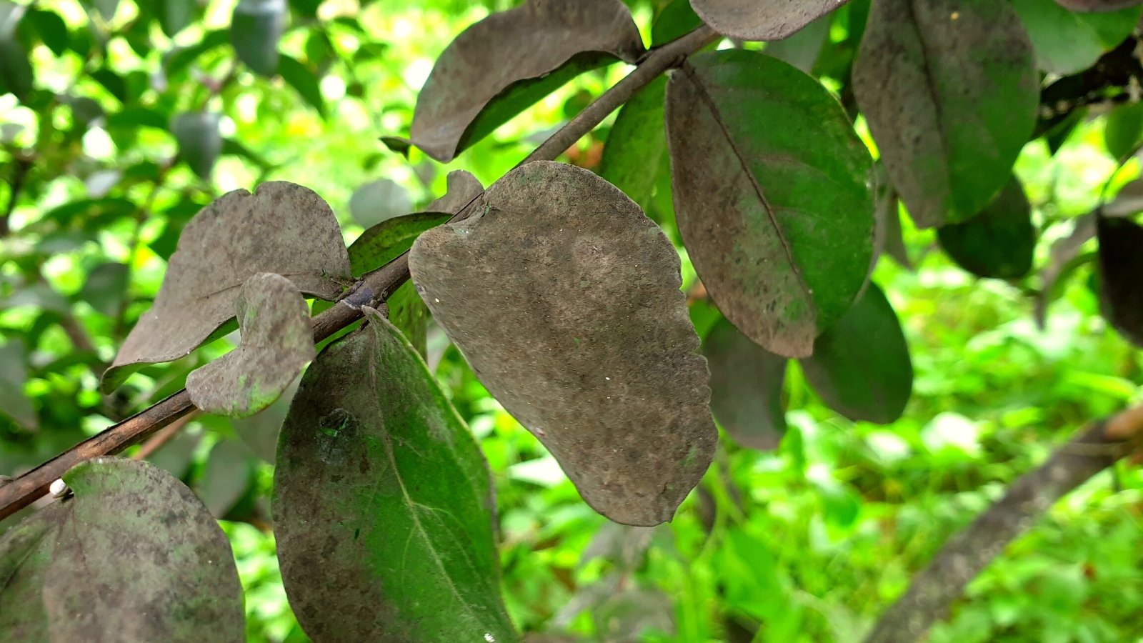 How one can Decide, Cease, and Cope with Sooty Mould throughout the Yard